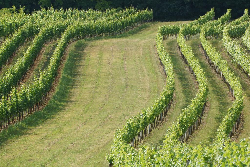 Winzerzimmer - Weingut Tinhof Eisenstadt Ngoại thất bức ảnh