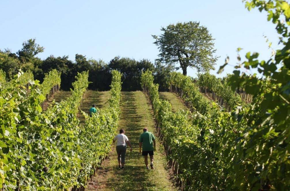 Winzerzimmer - Weingut Tinhof Eisenstadt Ngoại thất bức ảnh