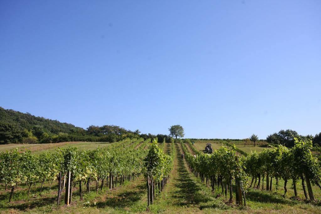 Winzerzimmer - Weingut Tinhof Eisenstadt Ngoại thất bức ảnh