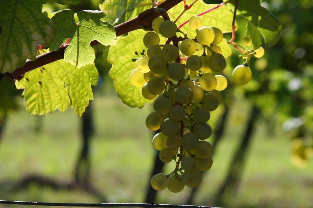 Winzerzimmer - Weingut Tinhof Eisenstadt Ngoại thất bức ảnh